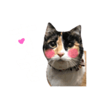 たろ猫はな猫（個別スタンプ：13）