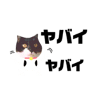 たろ猫はな猫（個別スタンプ：14）