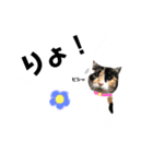 たろ猫はな猫（個別スタンプ：15）