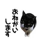 たろ猫はな猫（個別スタンプ：16）