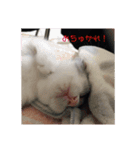 ゆるっときな子（個別スタンプ：4）