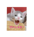 ゆるっときな子（個別スタンプ：8）