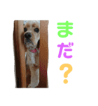 アメコカりろ②（個別スタンプ：10）