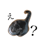 猫のぽむです 2（個別スタンプ：1）