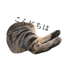 猫のぽむです 2（個別スタンプ：4）