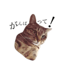 猫のぽむです 2（個別スタンプ：5）