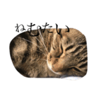 猫のぽむです 2（個別スタンプ：6）