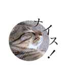 猫のぽむです 2（個別スタンプ：8）