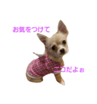 チワワニコスタンプ（個別スタンプ：1）