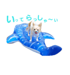 チワワニコスタンプ（個別スタンプ：8）
