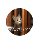 ぼんたんの毎日（個別スタンプ：1）
