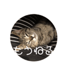 ぼんたんの毎日（個別スタンプ：2）