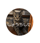 ぼんたんの毎日（個別スタンプ：9）