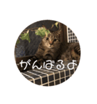 ぼんたんの毎日（個別スタンプ：11）