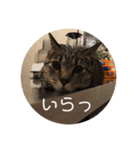 ぼんたんの毎日（個別スタンプ：12）