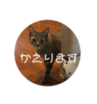 ぼんたんの毎日（個別スタンプ：15）