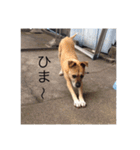 ぼくはハリー（個別スタンプ：7）