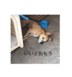 ぼくはハリー（個別スタンプ：14）