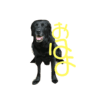 ぶんいぬ（個別スタンプ：6）