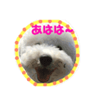 ビションフリーゼもずくPART II（個別スタンプ：8）