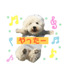 ビションフリーゼもずくPART II（個別スタンプ：12）