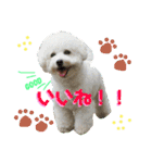 ビションフリーゼもずくPART II（個別スタンプ：14）