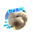ビションフリーゼもずくPART II（個別スタンプ：20）
