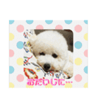 ビションフリーゼもずくPART II（個別スタンプ：23）