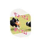 お気楽ボーダーコリーs（個別スタンプ：3）