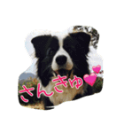 お気楽ボーダーコリーs（個別スタンプ：6）
