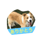 お気楽ボーダーコリーs（個別スタンプ：7）