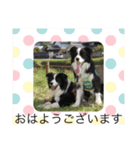 お気楽ボーダーコリーs（個別スタンプ：8）