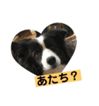 お気楽ボーダーコリーs（個別スタンプ：11）