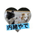 お気楽ボーダーコリーs（個別スタンプ：12）
