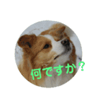 お気楽ボーダーコリーs（個別スタンプ：16）
