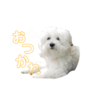 まるぷーななさん。（個別スタンプ：1）