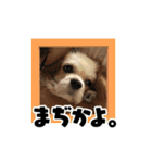 リンゴさんスタンプ パート3（個別スタンプ：2）