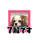 リンゴさんスタンプ パート3（個別スタンプ：11）