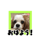 リンゴさんスタンプ パート3（個別スタンプ：24）