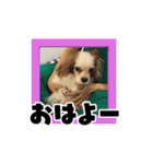 リンゴさんスタンプ パート3（個別スタンプ：26）