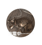 トールのきもち（個別スタンプ：9）