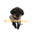 トールのきもち（個別スタンプ：15）