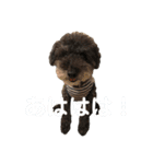 トールのきもち（個別スタンプ：19）