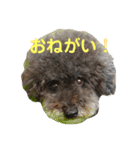 トールのきもち（個別スタンプ：20）
