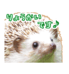 ハリネズミ（ぼんたぬき）（個別スタンプ：2）