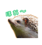 ハリネズミ（ぼんたぬき）（個別スタンプ：3）