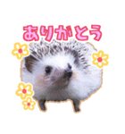 ハリネズミ（ぼんたぬき）（個別スタンプ：4）