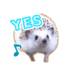 ハリネズミ（ぼんたぬき）（個別スタンプ：5）
