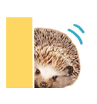 ハリネズミ（ぼんたぬき）（個別スタンプ：10）
