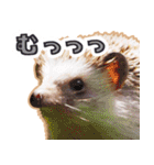 ハリネズミ（ぼんたぬき）（個別スタンプ：11）